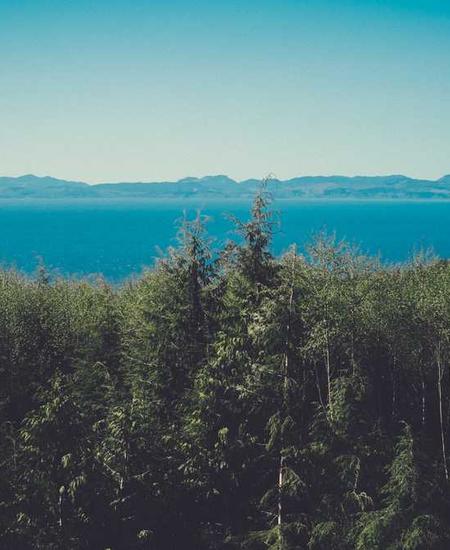dense conifer forest above the sea + timber reference for porous boundary
